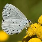 Faulbaumbläuling - (Celastrina argiolus)