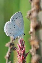 Faulbaumbläuling (Celastrina argiolus)