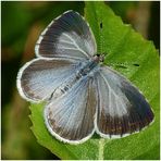 Faulbaumbläuling - Celastrina argiolus - Aufsicht