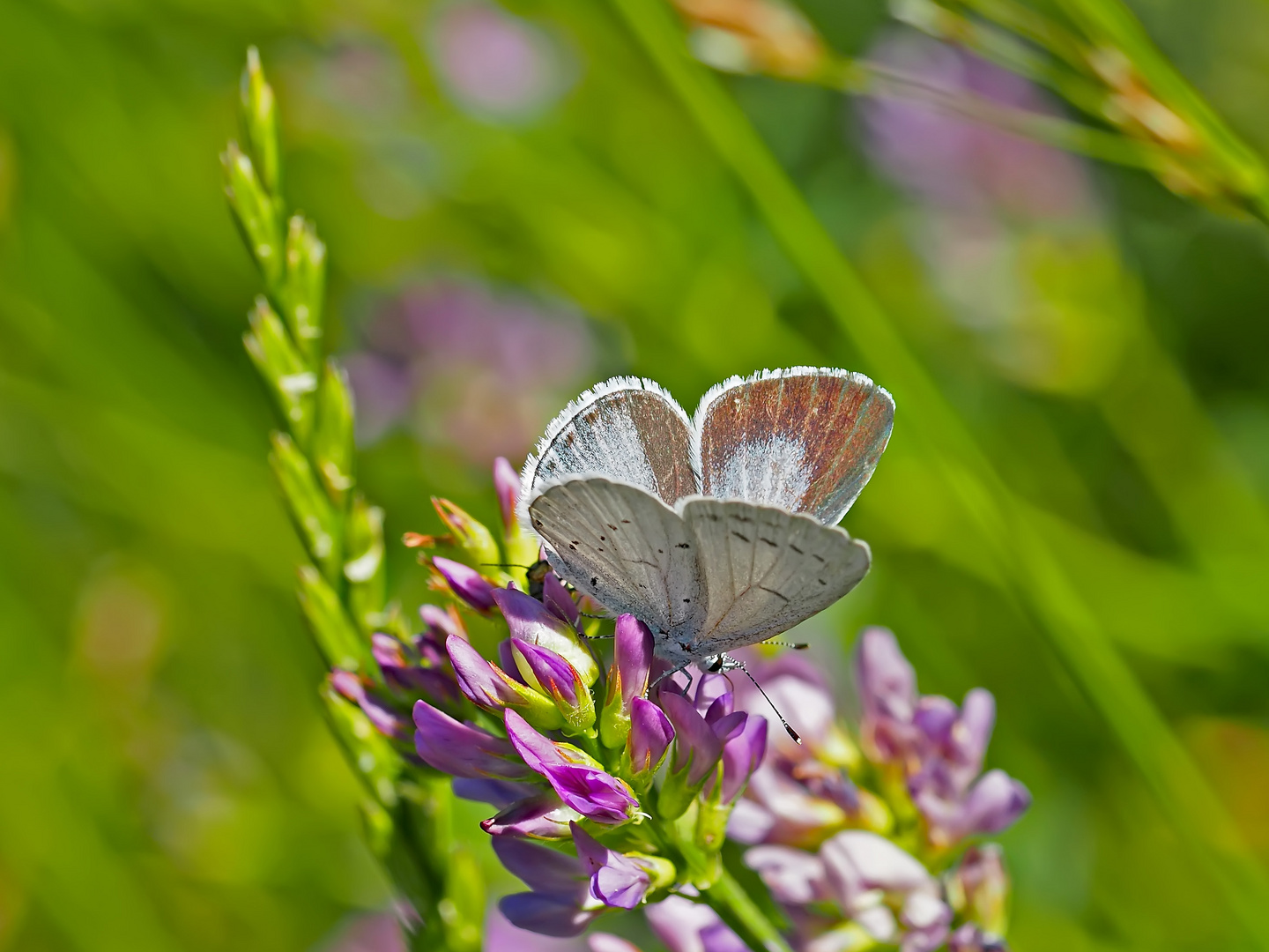 Faulbaumbläuling (Celastrina argiolus) - Azuré des nerpruns. 