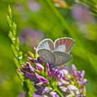 Faulbaumbläuling (Celastrina argiolus) - Azuré des nerpruns. 