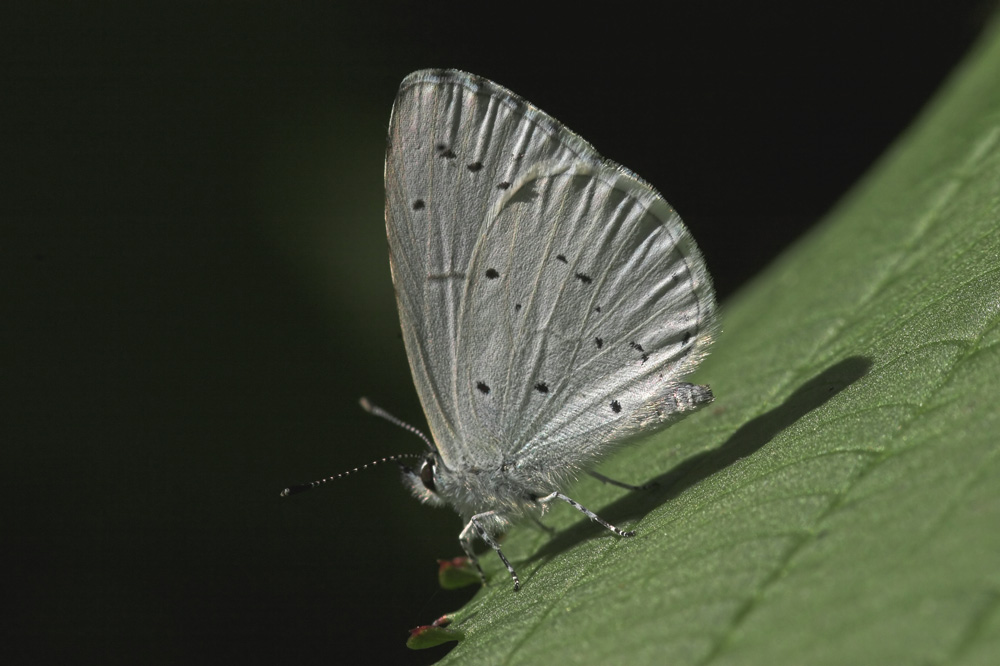 Faulbaumbläuling (Celastrina argiolus)