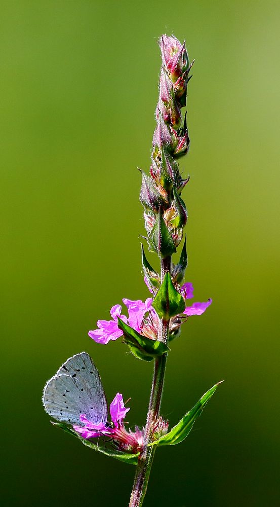 Faulbaumbläuling (Celastrina argiolus)