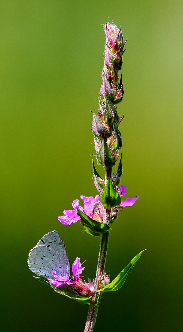 Faulbaumbläuling (Celastrina argiolus)