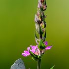 Faulbaumbläuling (Celastrina argiolus)