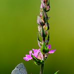 Faulbaumbläuling (Celastrina argiolus)