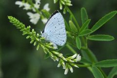 Faulbaumbläuling (Celastrina argiolus) Unterseite