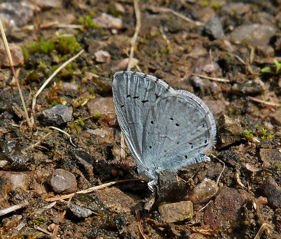 Faulbaumbläuling Celestrina argiolus