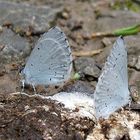 Faulbaumbläuling Celestrina argiolus