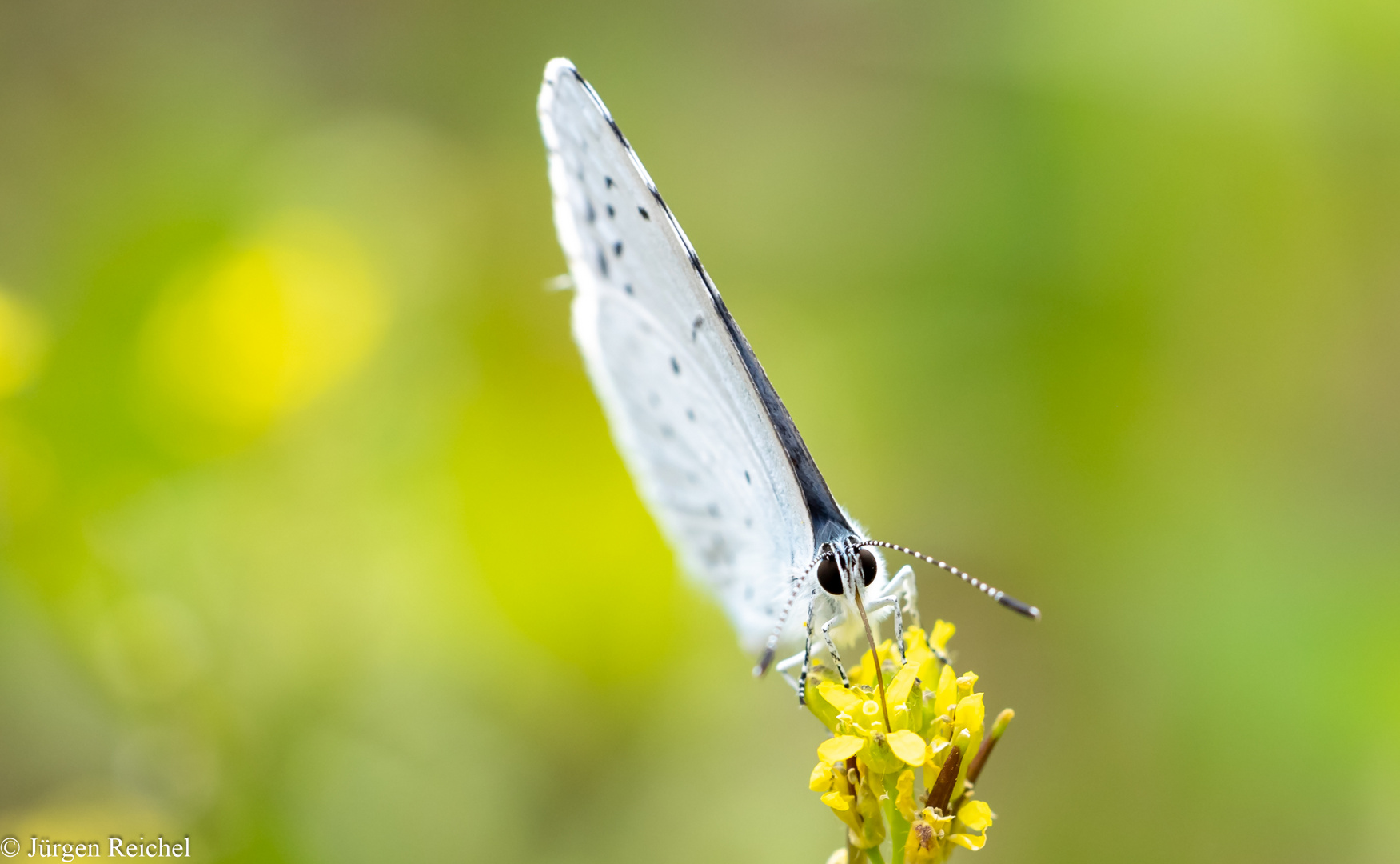 Faulbaumbläuling  ( Celestrina argiolus ) 