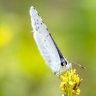 Faulbaumbläuling  ( Celestrina argiolus ) 