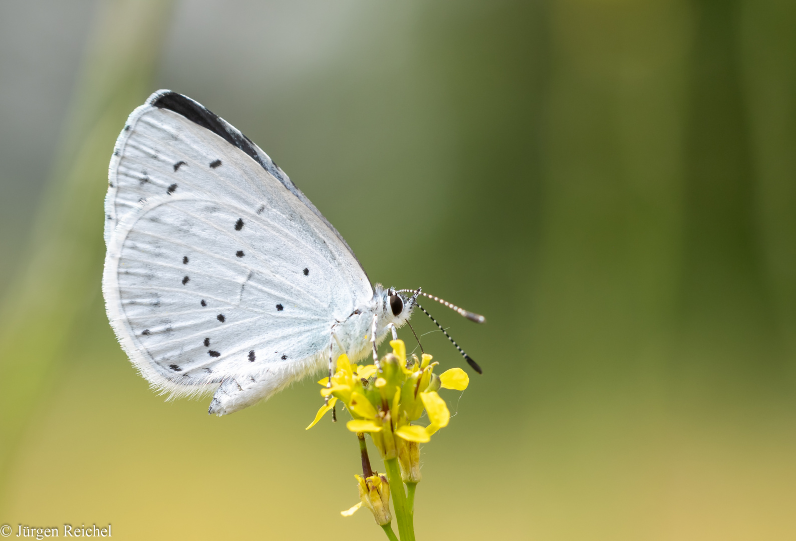 Faulbaumbläuling ( Celestrina argiolus ) 