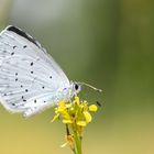 Faulbaumbläuling ( Celestrina argiolus ) 