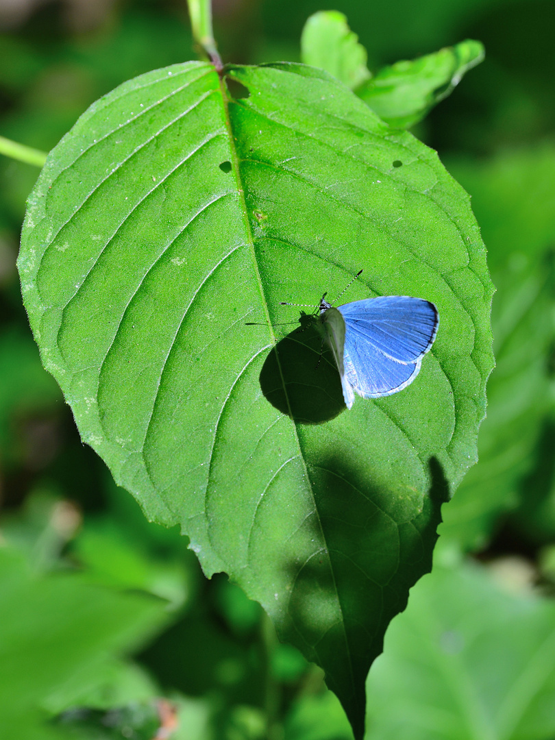 Faulbaumbläuling Männchen,  Holly blue, Náyade,  Celastrina argiolus