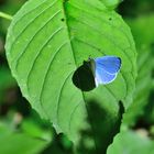 Faulbaumbläuling Männchen,  Holly blue, Náyade,  Celastrina argiolus