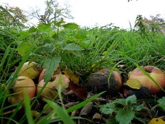 Faule Äpfel im Gras