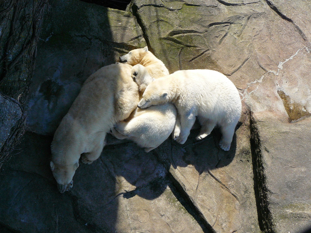 Faule Eisbären