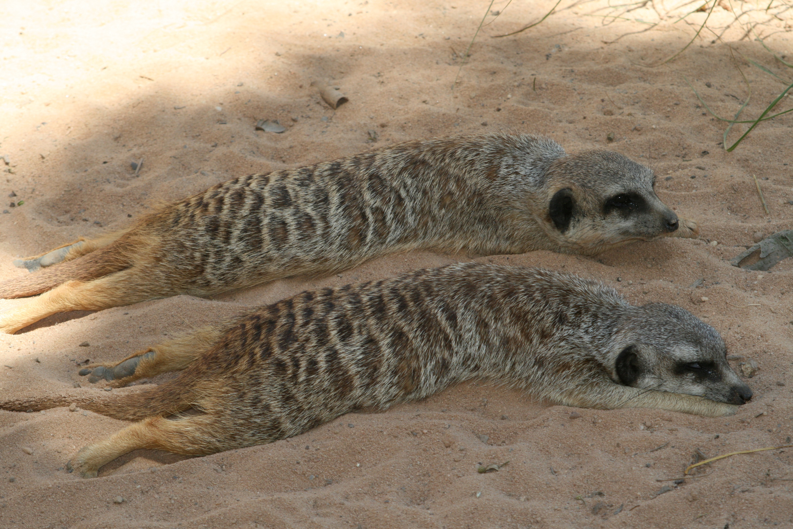 Faule Erdmännchen im Taronga Zoo, Sydney