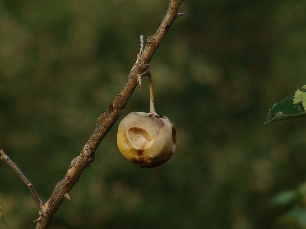 Faule Frucht