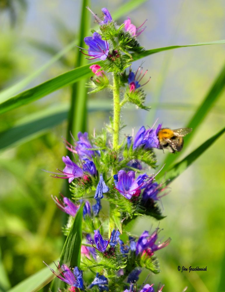 Faule Hummel ? Stecke bis zum Hals in Arbeit !!!!