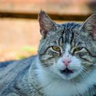 Faule Katze in den Bahngleisen.