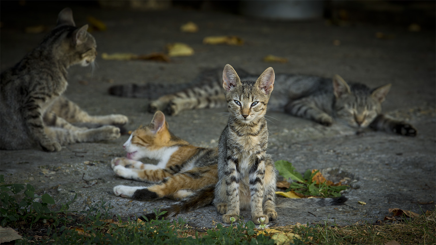 Faule Katzenbande Foto & Bild | tiere, haustiere, katzen Bilder auf  fotocommunity