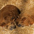 faule Kunekune Schweine