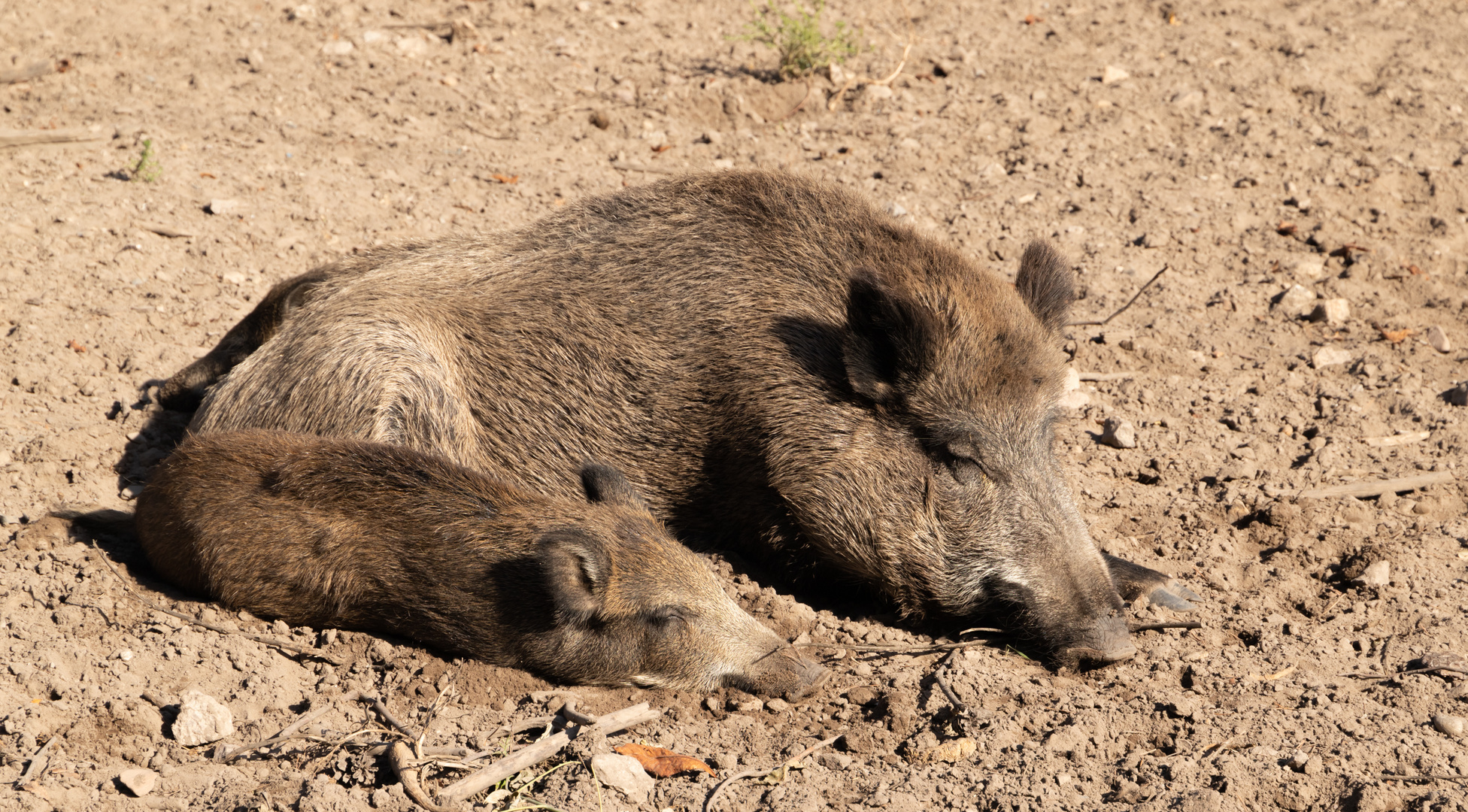 Faule Schweine...