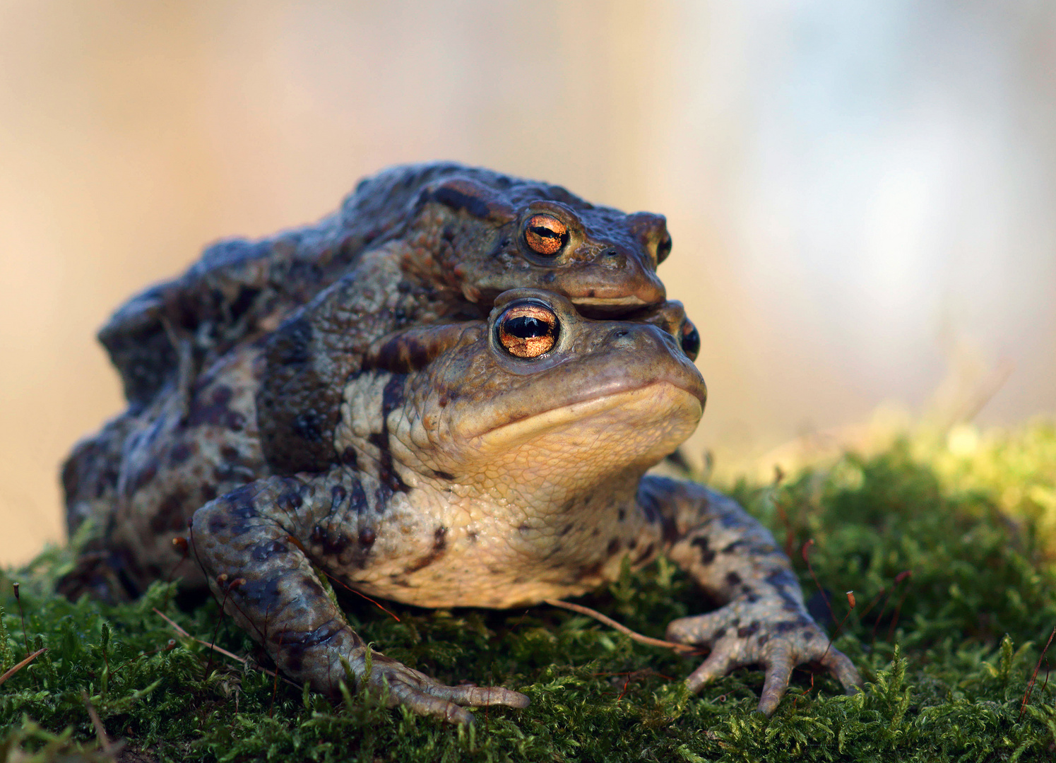 Faule Socke.... ( Bufo bufo)