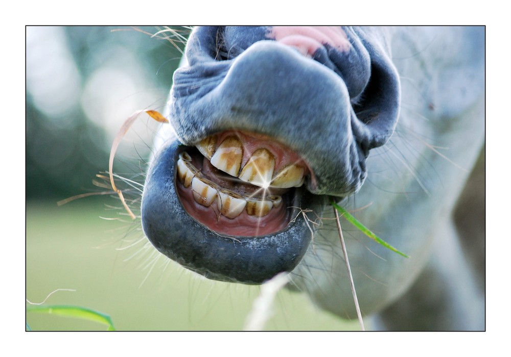 Faule Zahne Foto Bild Tiere Haustiere Pferde Esel Maultiere Bilder Auf Fotocommunity