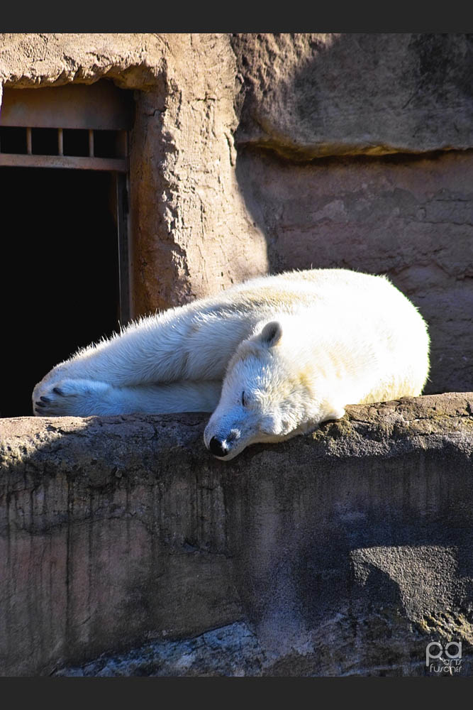 Faulenzääär