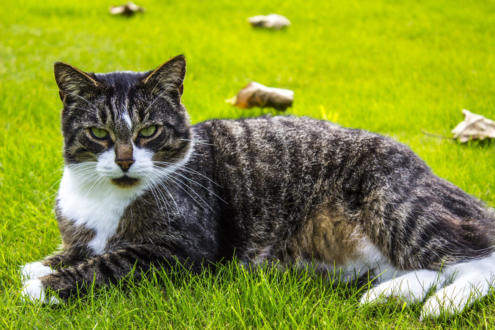 Faulenzen auf vier Pfoten