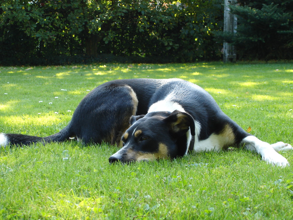 Faulenzen in der Sonne...