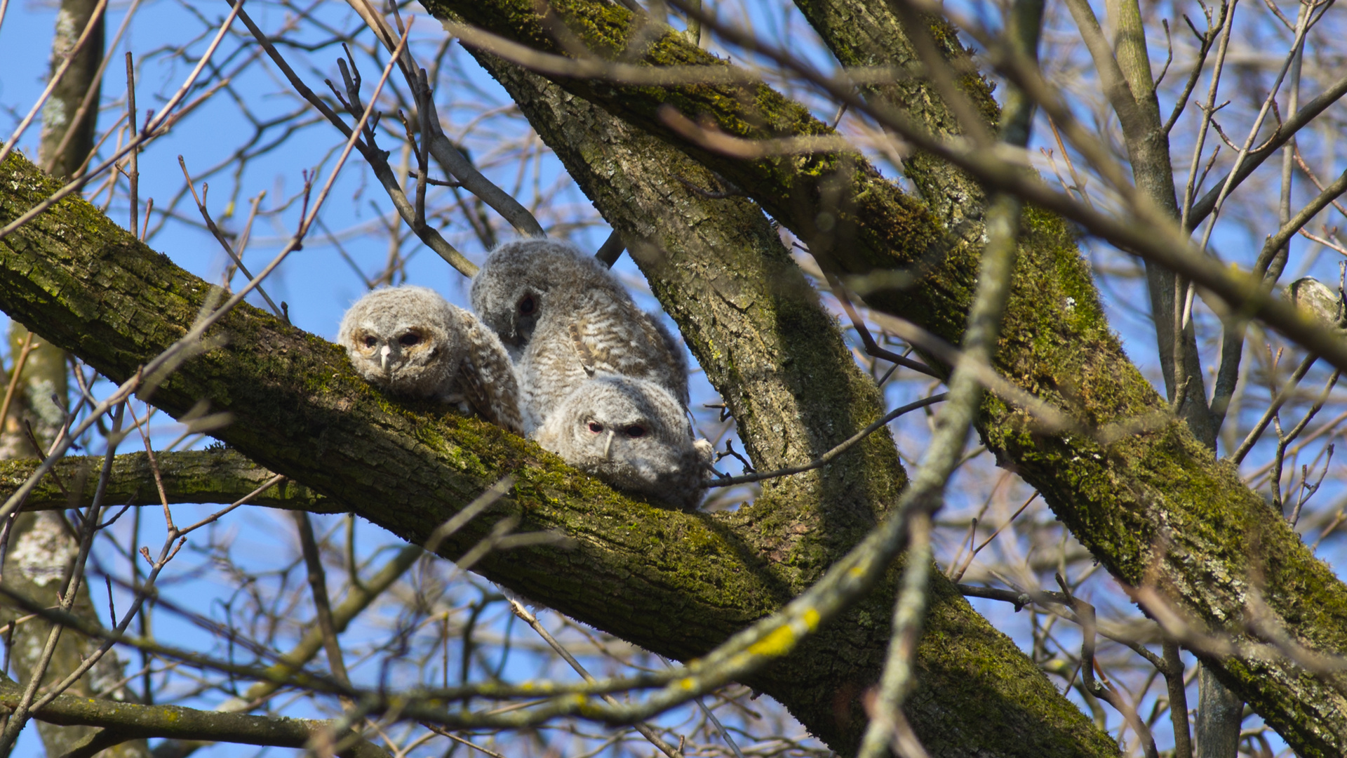 faulenzen und rumliegen