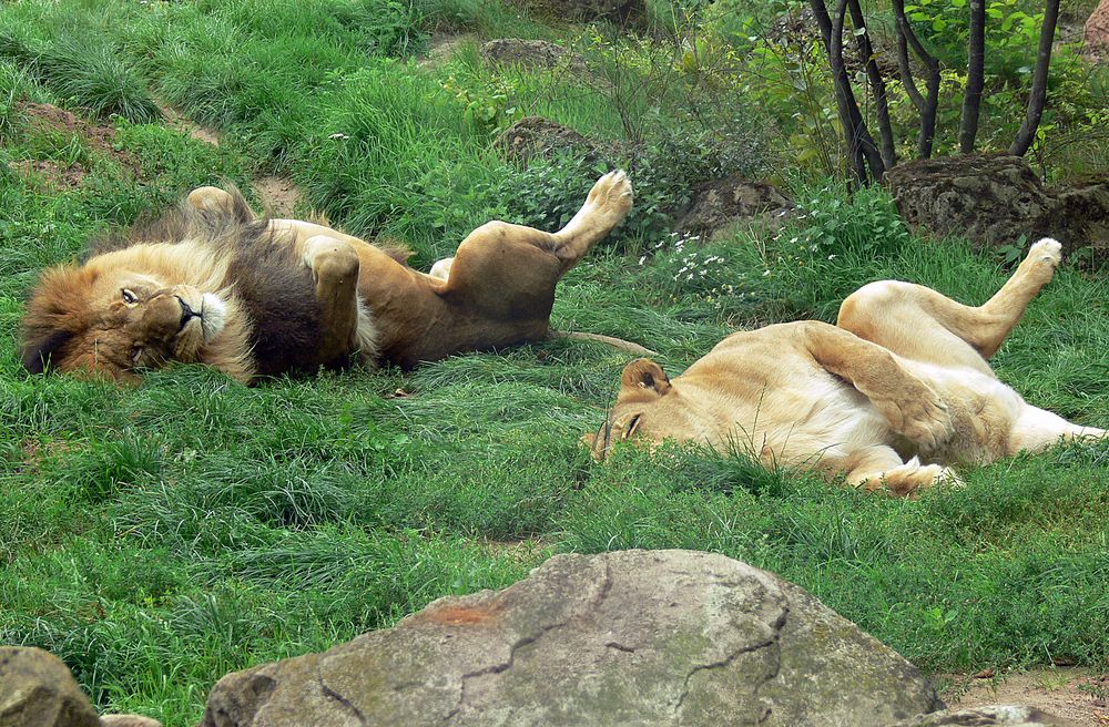 Den Stinkefinger zeigen .. Foto & Bild  tiere, zoo, wildpark &  falknerei, säugetiere Bilder auf fotocommunity