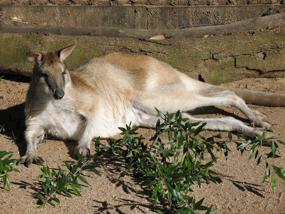 Faulenzer in der Morgensonne