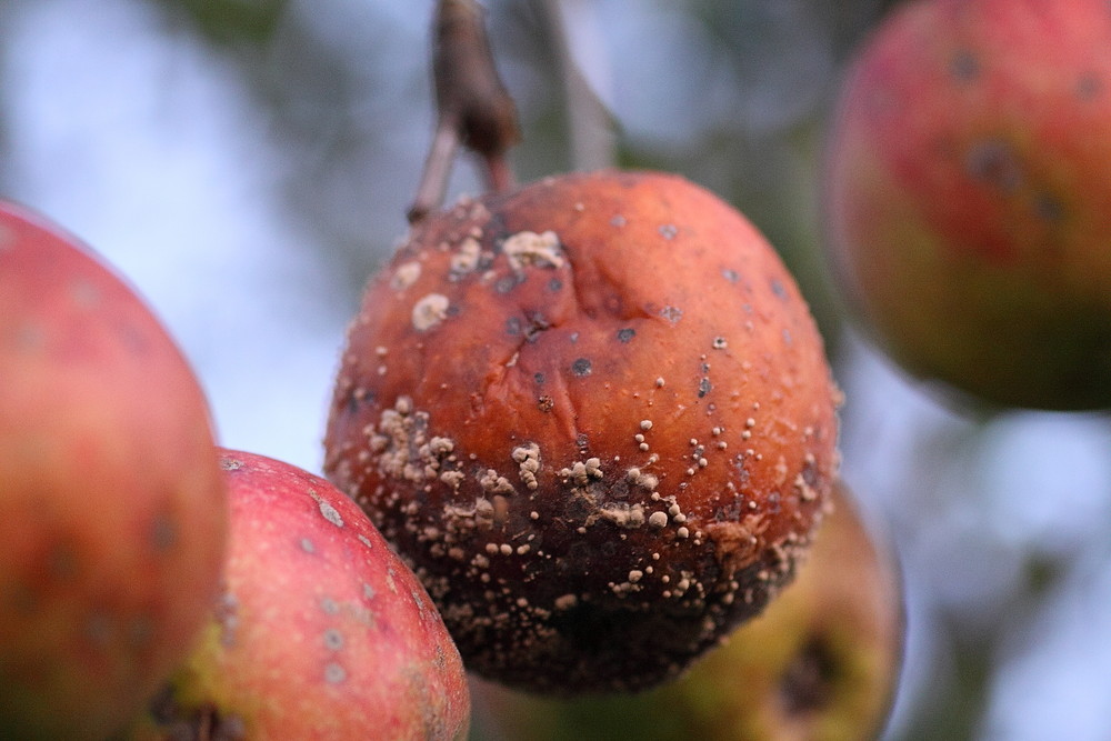 Fauler Apfel