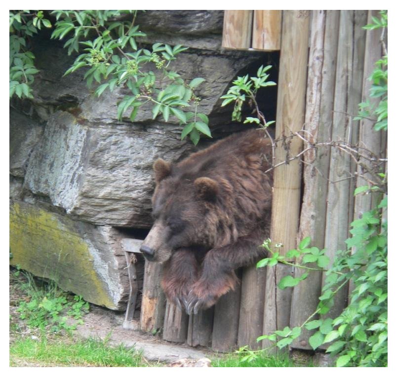 Fauler Bär lazy bear Foto & Bild tiere, zoo, wildpark & falknerei