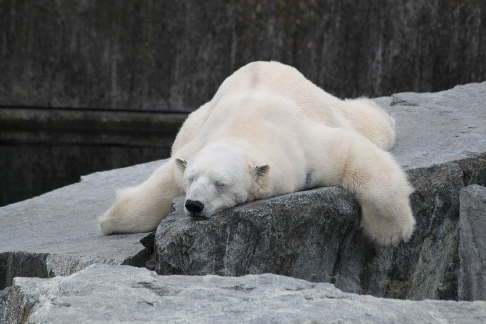 fauler Eisbär