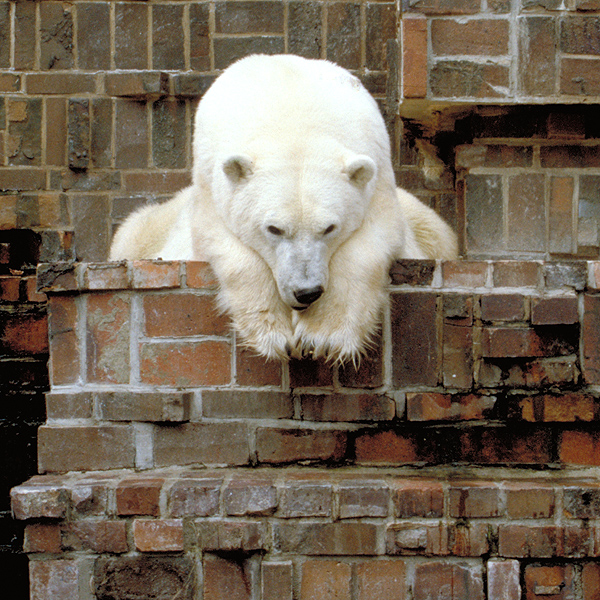 Fauler Eisbär