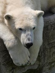 Fauler Eisbär im Wiener Wildpark