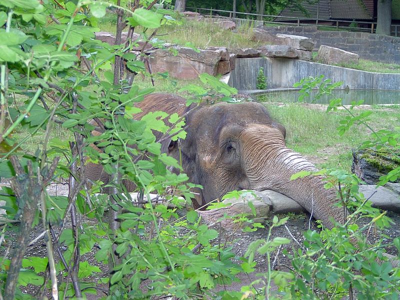 Fauler Elefant