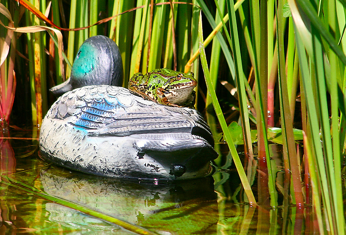 fauler Frosch