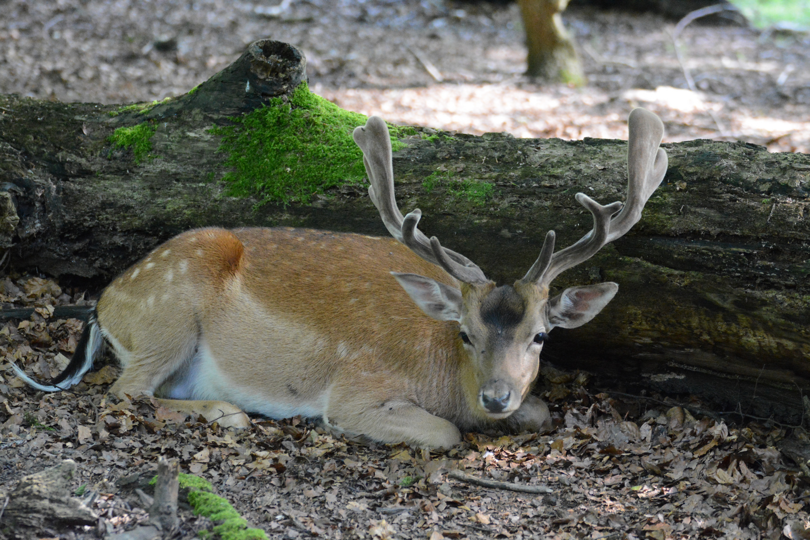 Fauler Hirsch