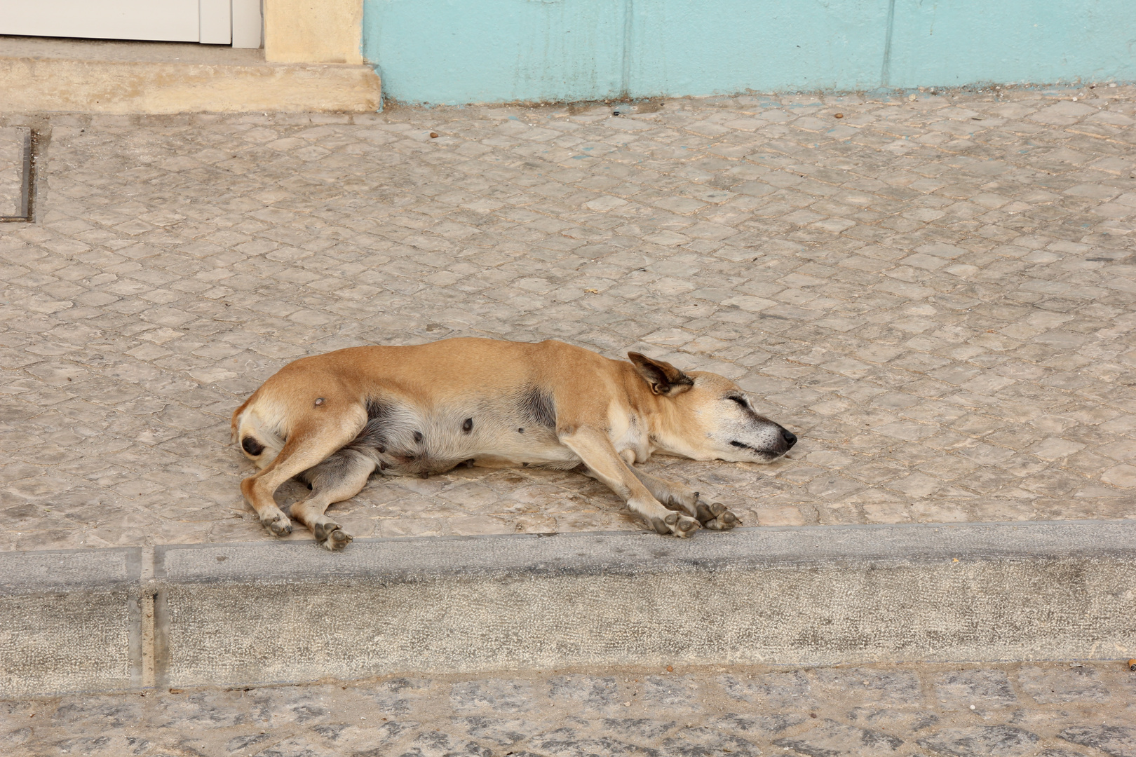 Fauler Hund