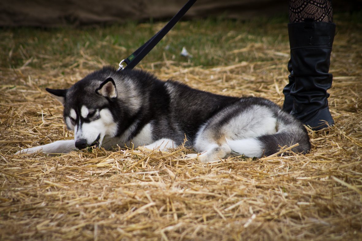 Fauler Hund