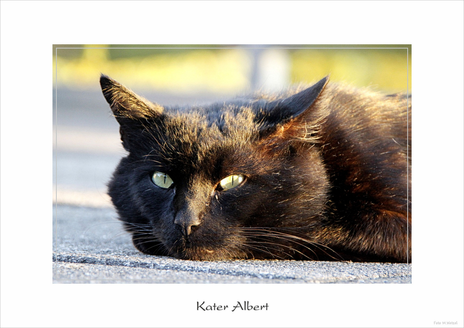 fauler Kater in der Abendsonne