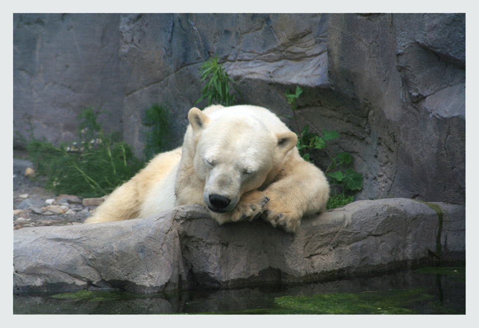 fauler kleiner Eisbär