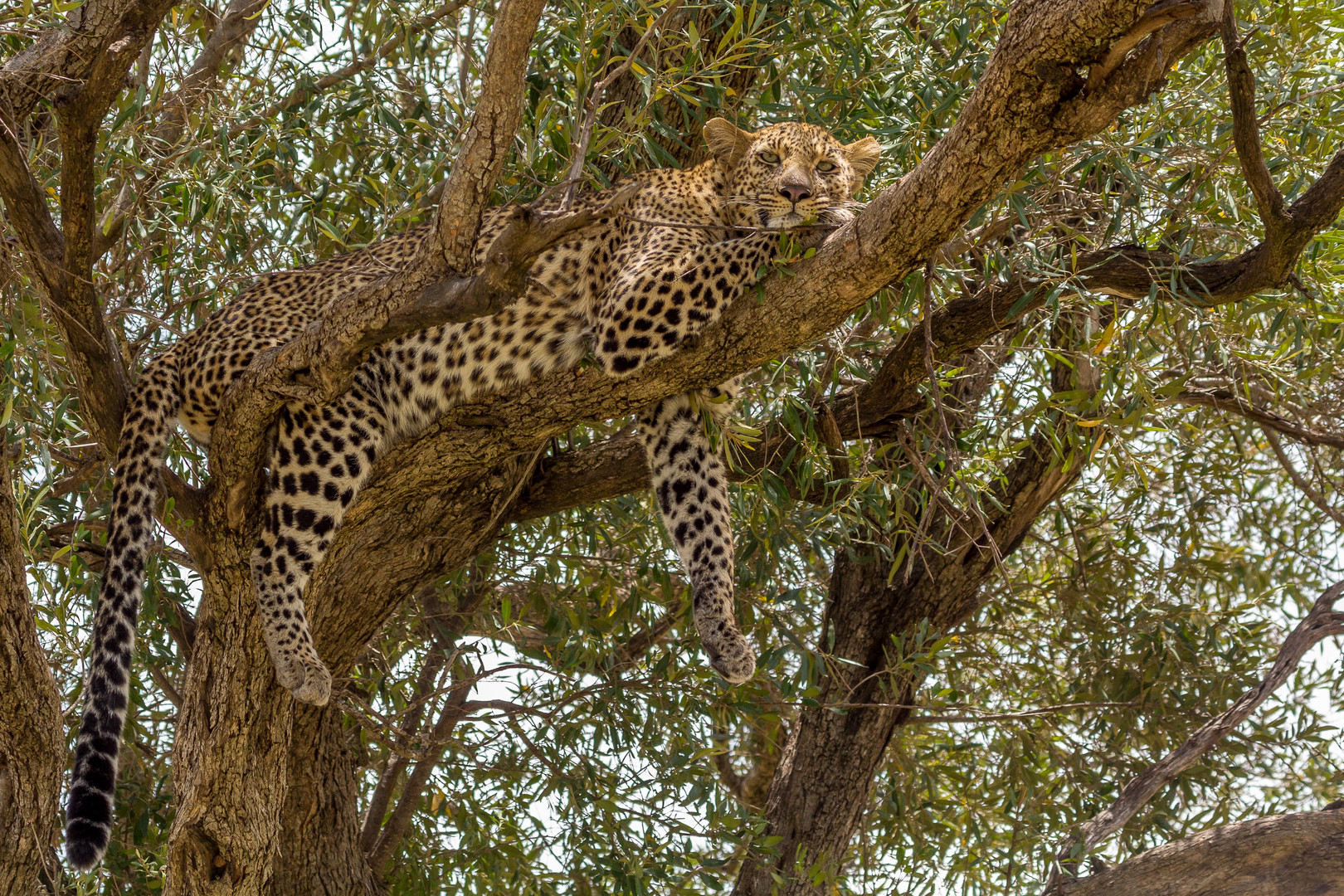 Fauler Leopard in der Mittagshitze