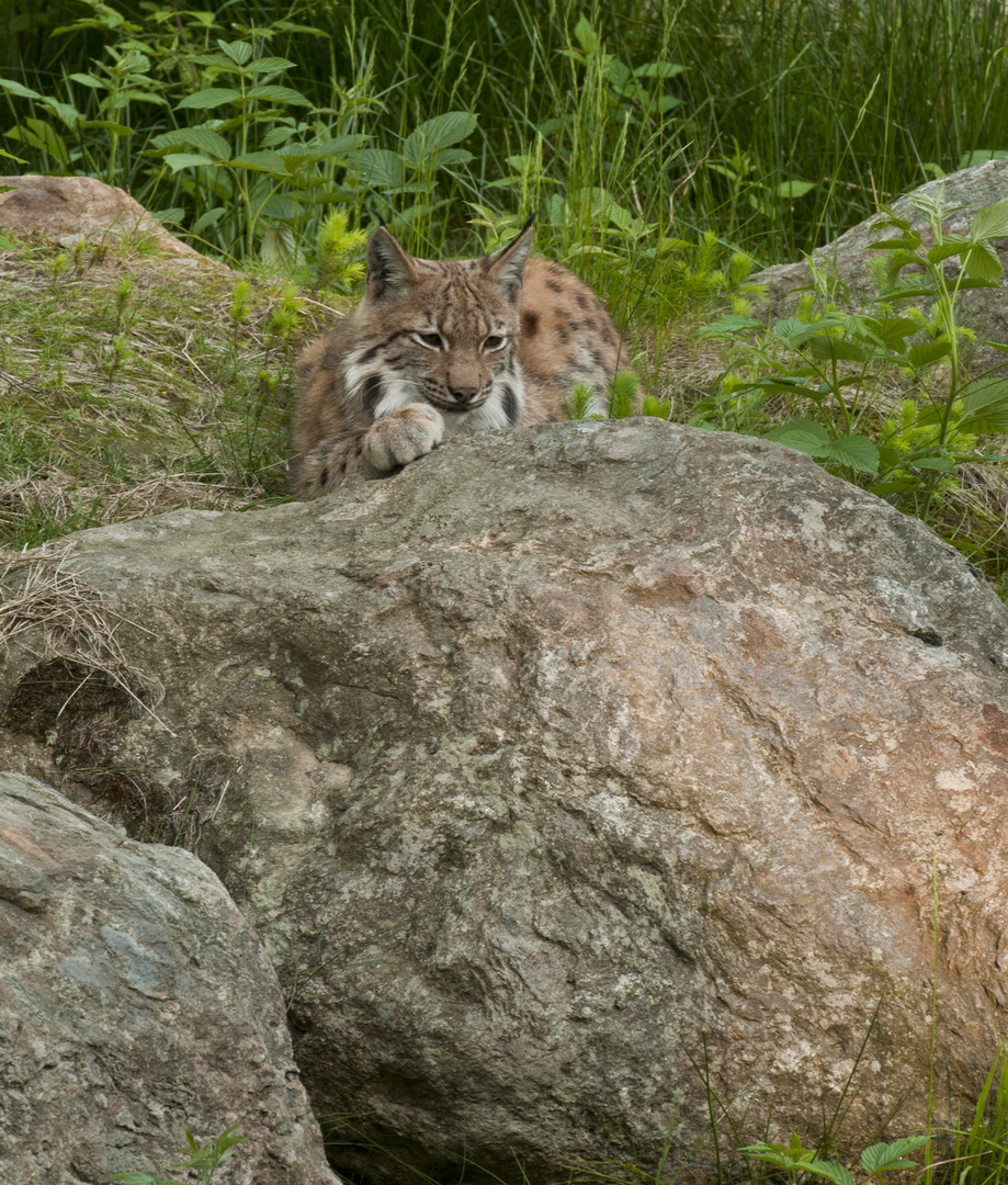 fauler Luchs